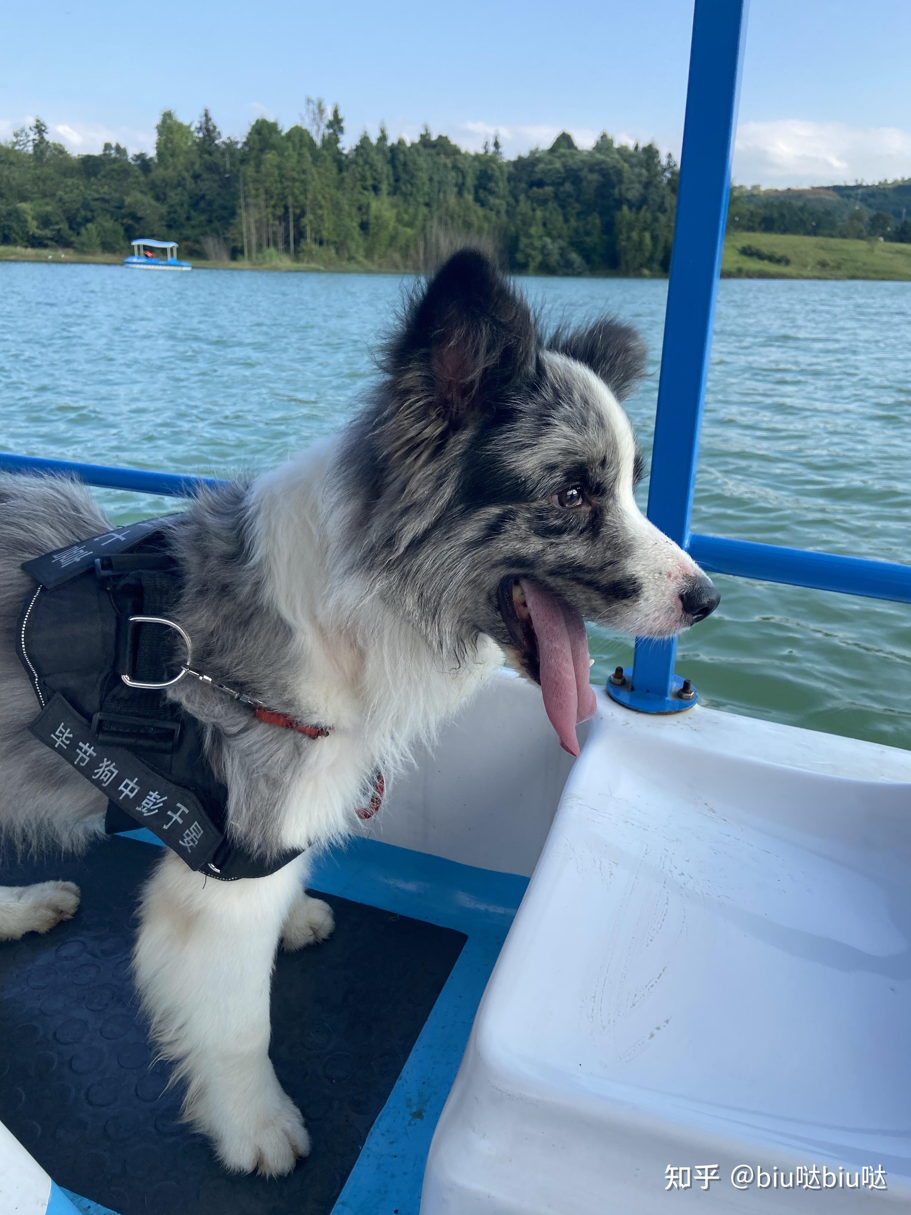 花了4300买的蓝陨石边牧各位看看怎么样? - 知乎