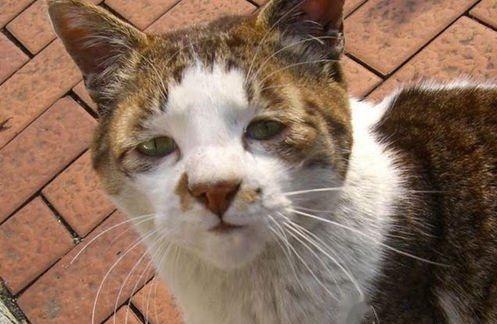 想看看丑丑的小猫咪,有哪些丑萌丑萌的猫猫图看嘛?