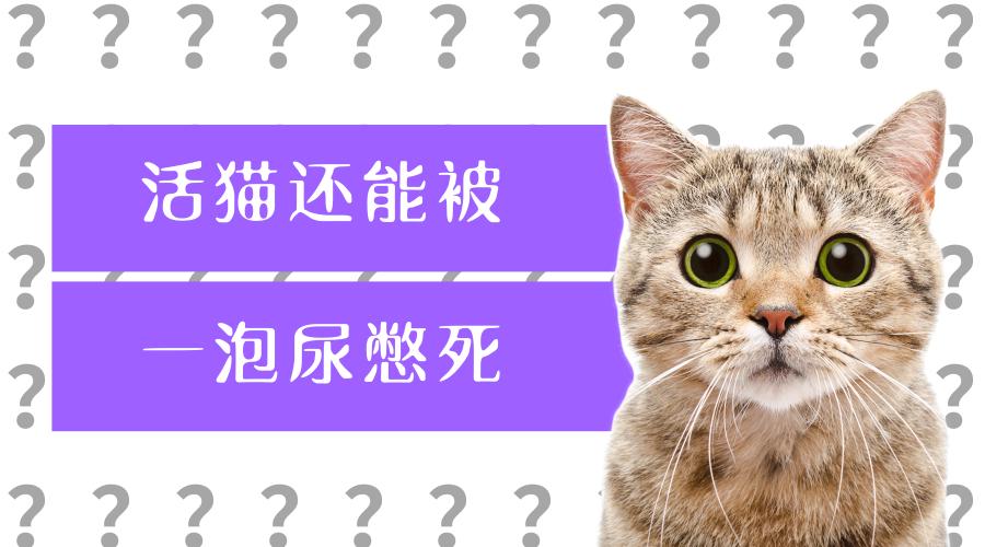 猫自发性膀胱炎2.3：猫尿频？尿少？尿血？尿痛？尿不出？最新方案- 知乎