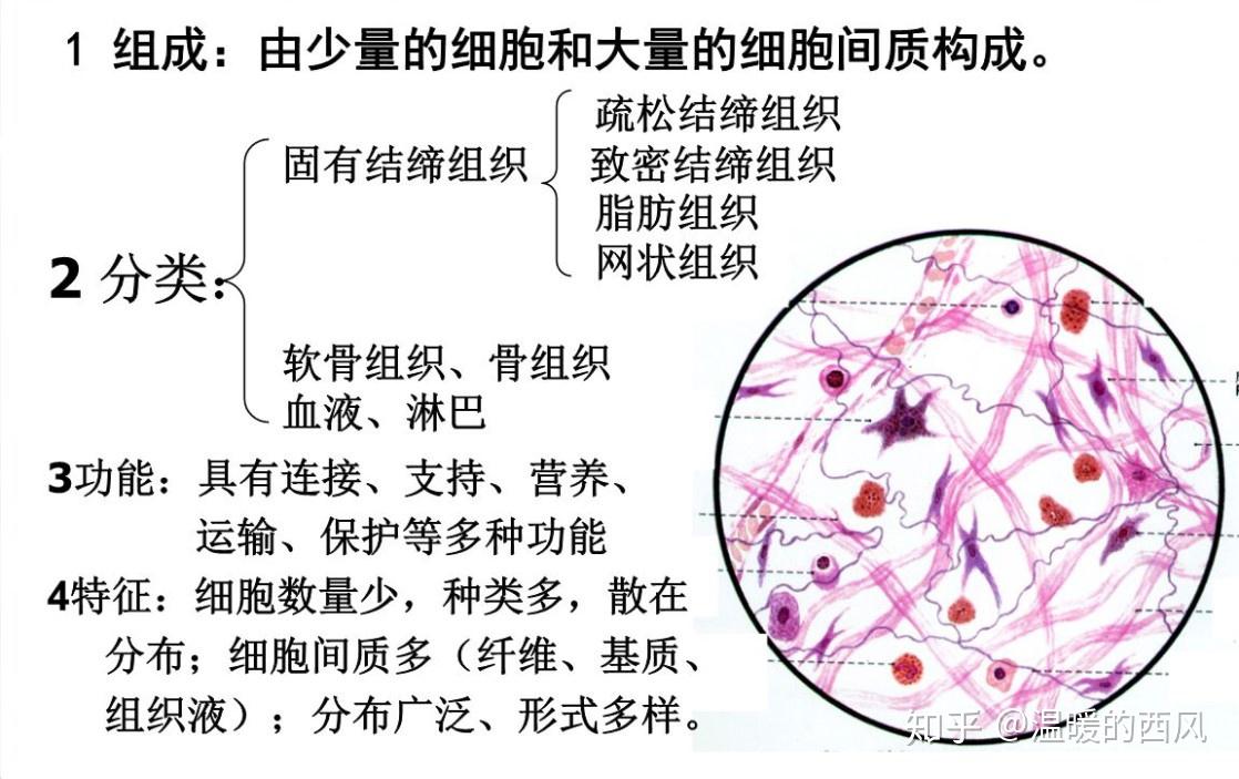 了解肌腱韧带筋膜等特征