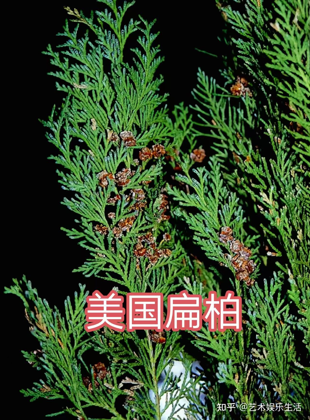 68种柏科植物,园林栽培的常用树种 - 知乎