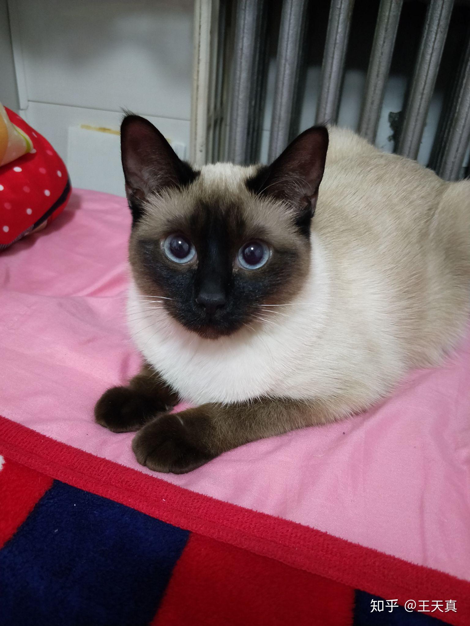 纯种暹罗猫是不是长得很瘦,长腿长脚的?