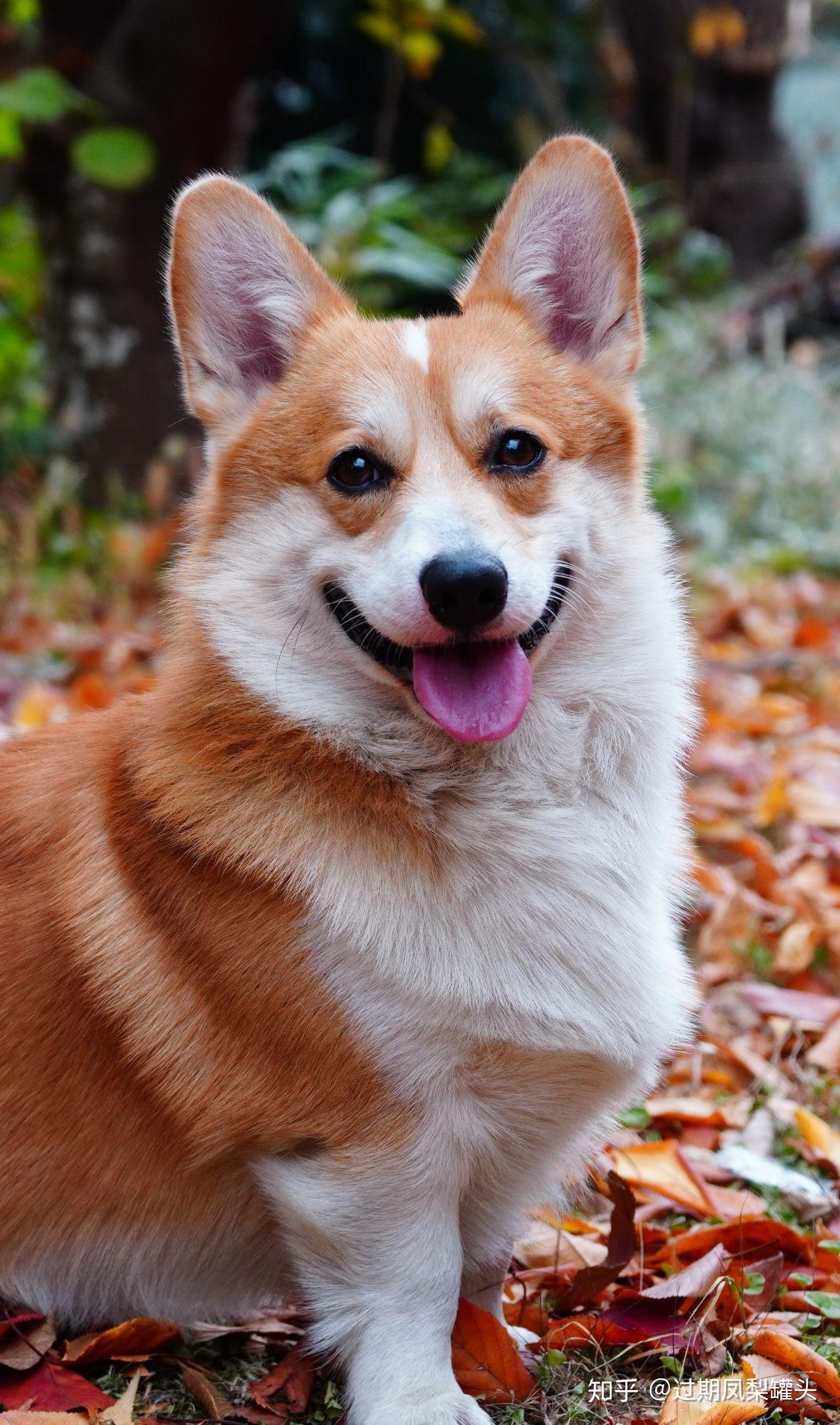 想知道你们拍得特别好看的照片都用的什么相机或者微单