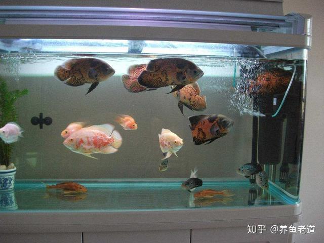 地圖魚,一窩小魚可達千隻以上的高產,燕魚,七彩現在一般的採用產卵筒