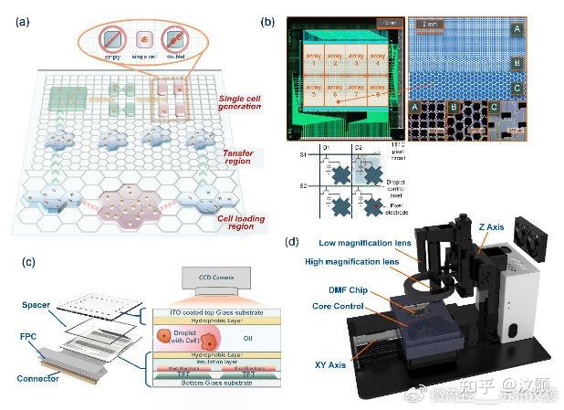 高分辨有源数字微流控芯片实现单细胞分选和操控 - 知乎