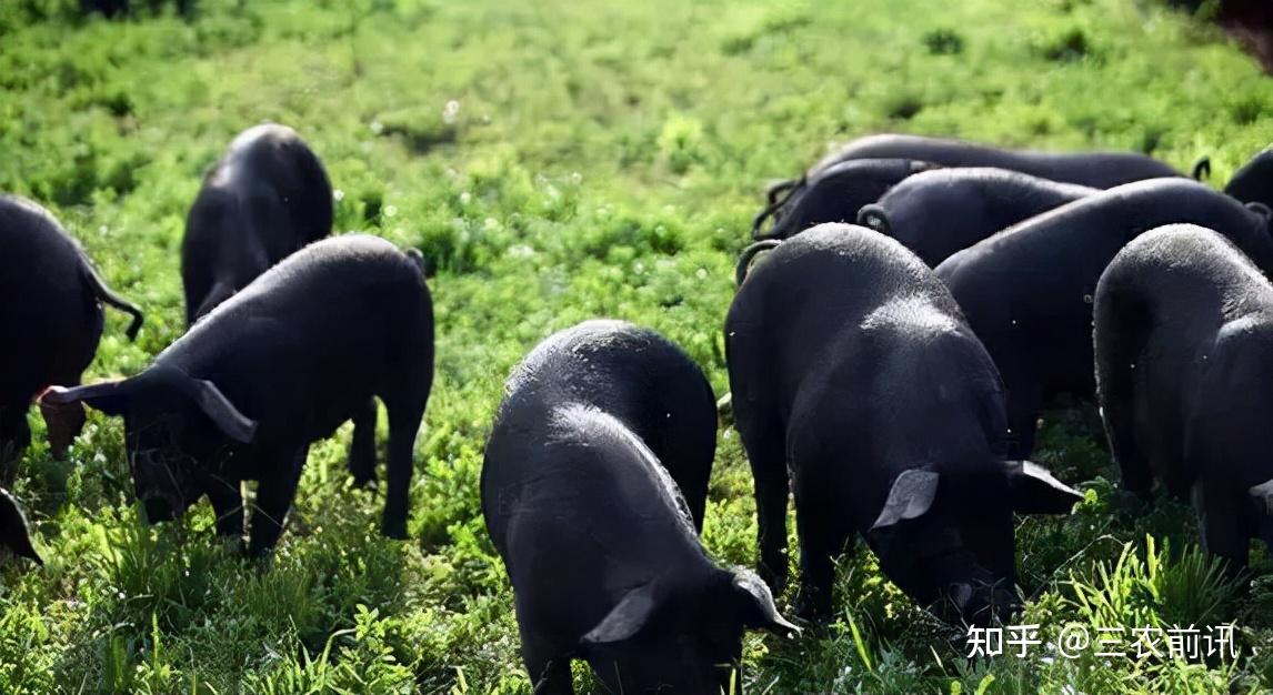辰颐物语年味食材舟曲藏乡黑土猪腊肉农家散养365天黑土猪