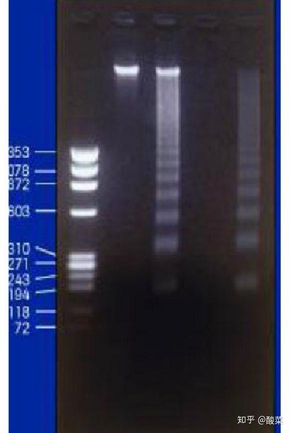 做细胞凋亡实验，这3条通路、6种方法你都知道吗？ - 知乎