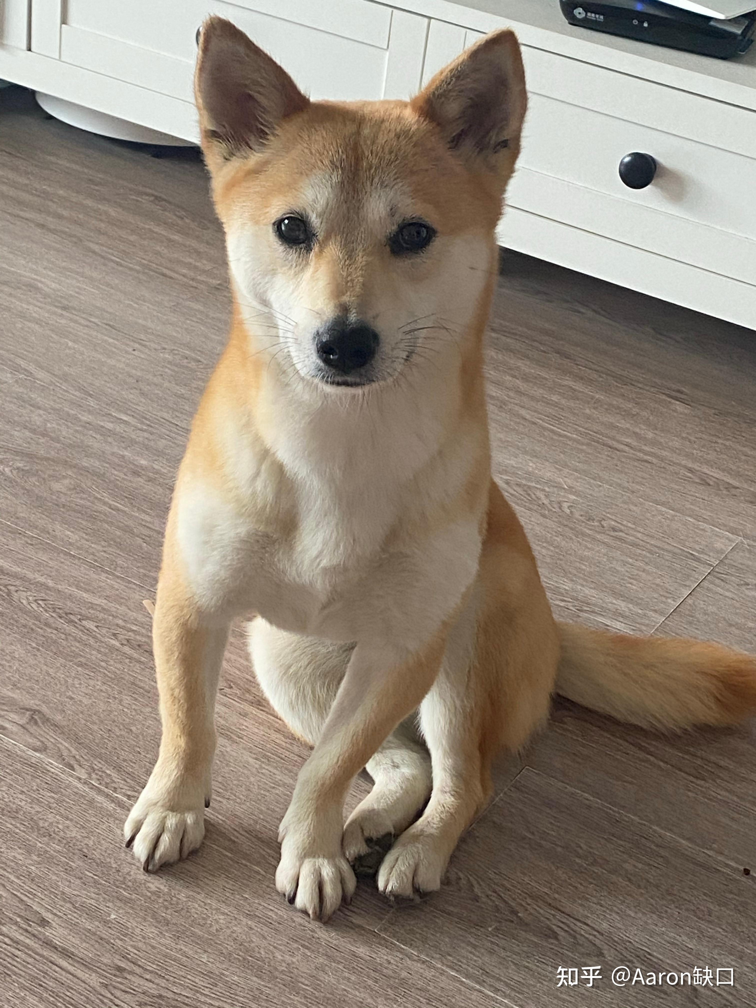 柴犬这么坐着有问题嘛