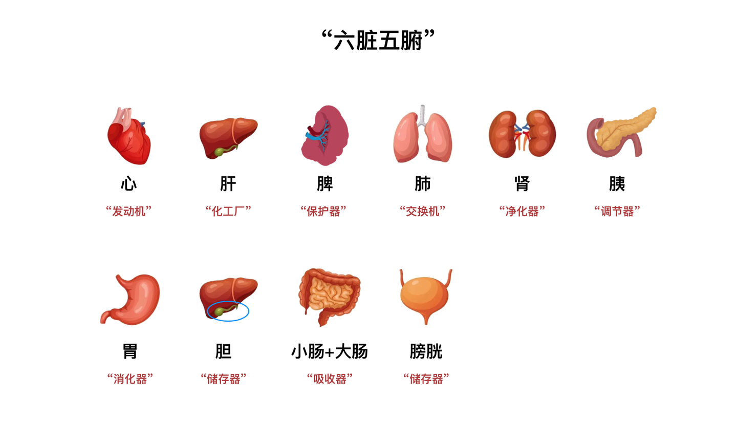 【知识】人体”五脏六腑“科普 - 知乎