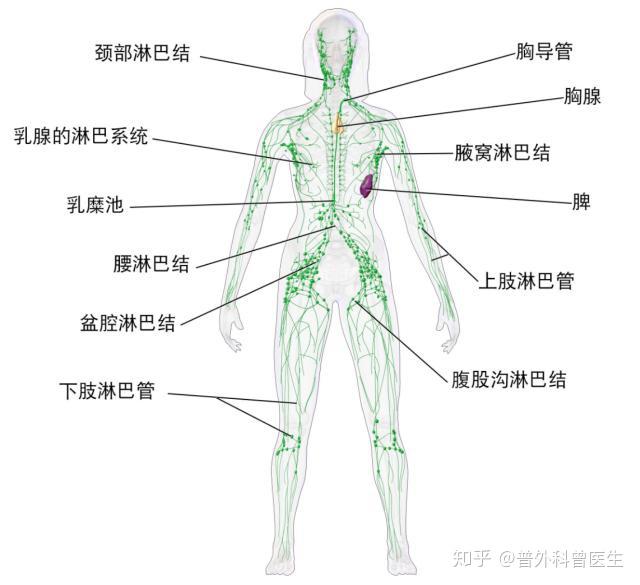 淋巴结肿大是因为毒素排不出去如何快速排毒消肿医生告诉你