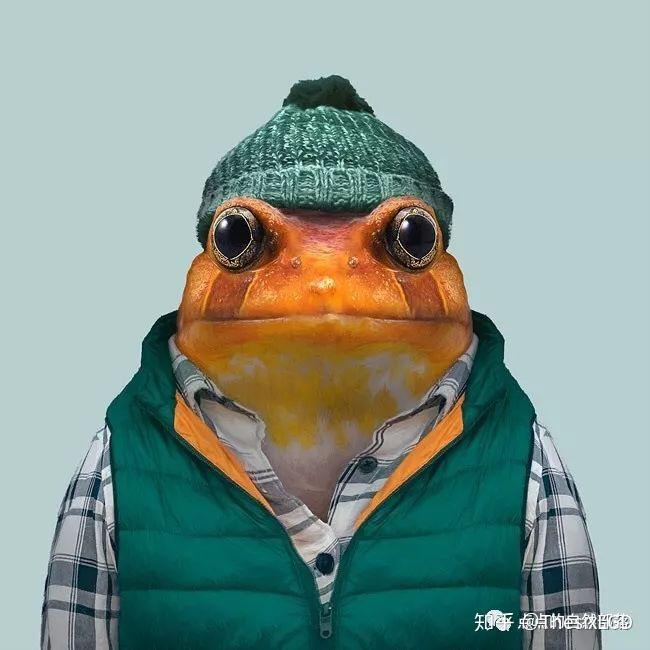 可以很红很红的宠物蛙番茄蛙