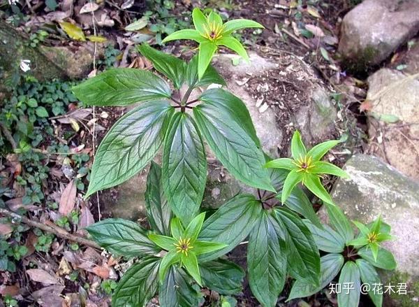 国家濒危珍稀保护植物:七叶一枝花 - 知乎
