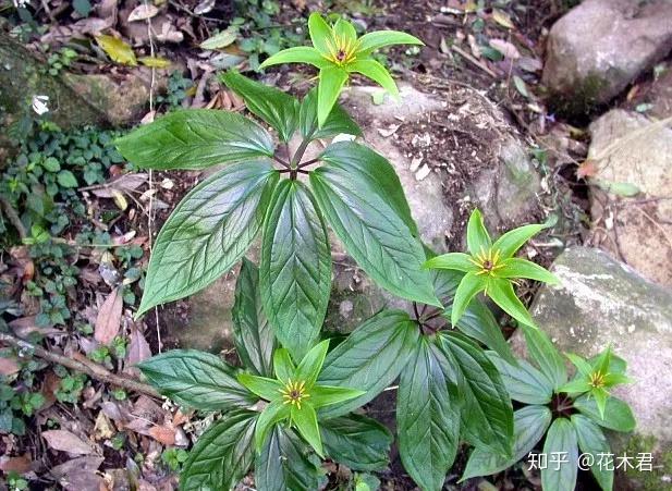 国家濒危珍稀保护植物:七叶一枝花 - 知乎