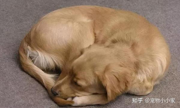 狗狗"缩成一团睡觉",其实隐含了这些意思