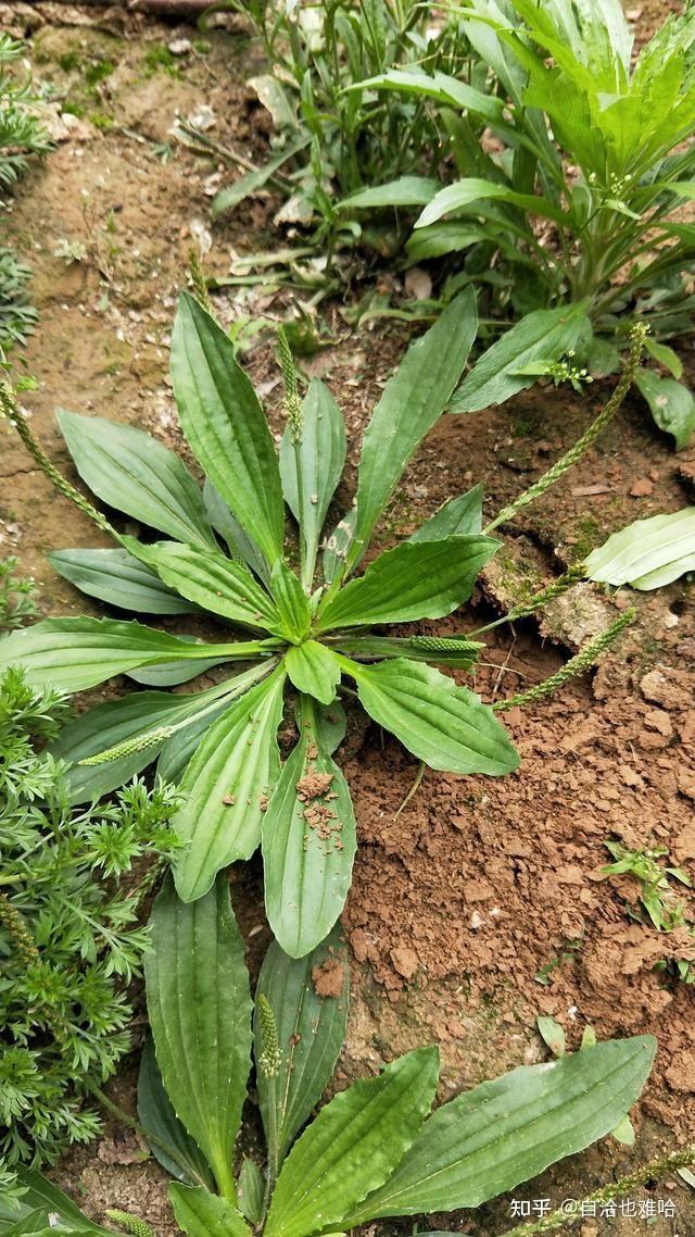 在河南这些野菜你可认识