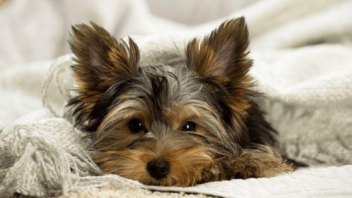 Warum mag mein Hund mich nach meiner Fehlgeburt nicht mehr? - 知乎