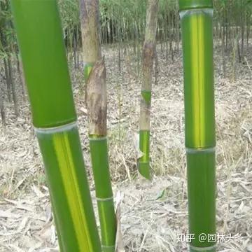 竹子是“草”不是树,带你认识26种竹子! - 知乎