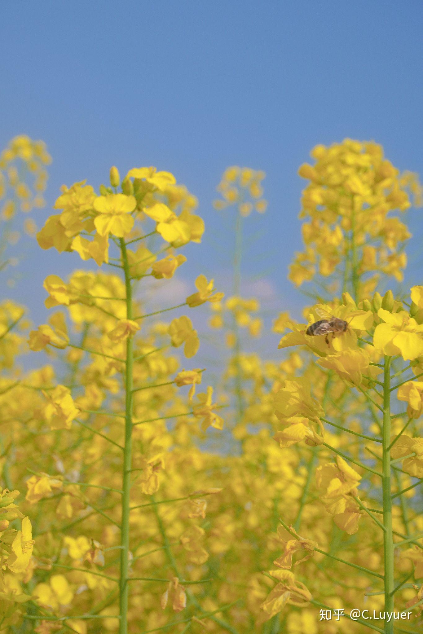 有没有油菜花的美图
