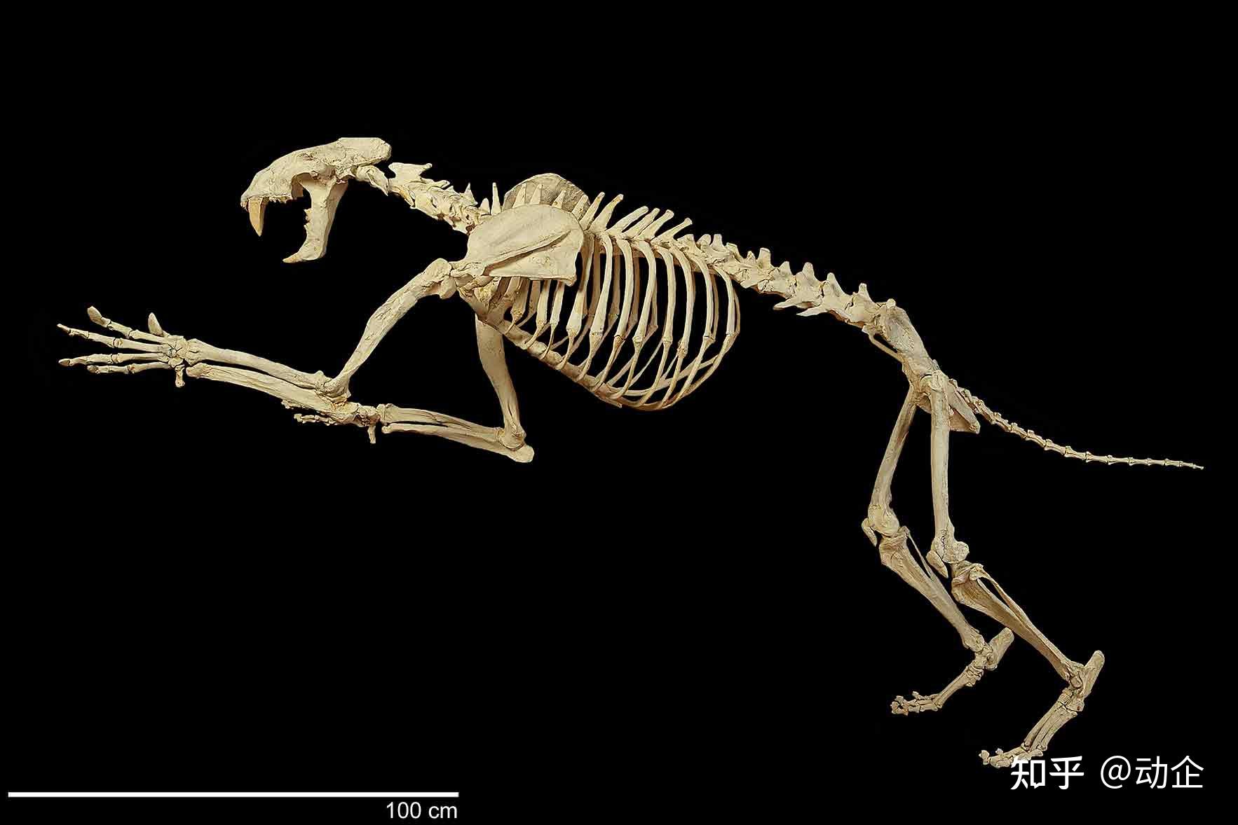 甘肃首次发现「隐匿剑齿虎」化石,具有哪些研究意义?