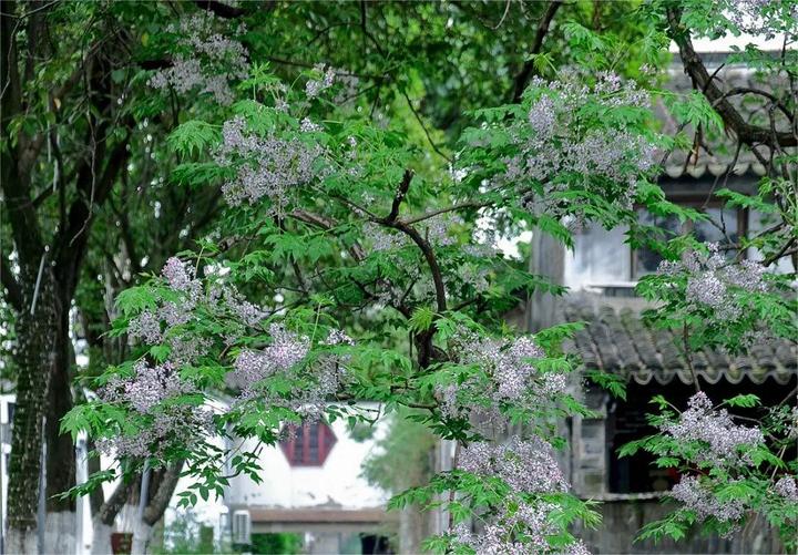 楝花风：轻愁中的美丽景色 - 知乎