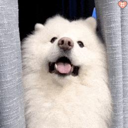 动图封面