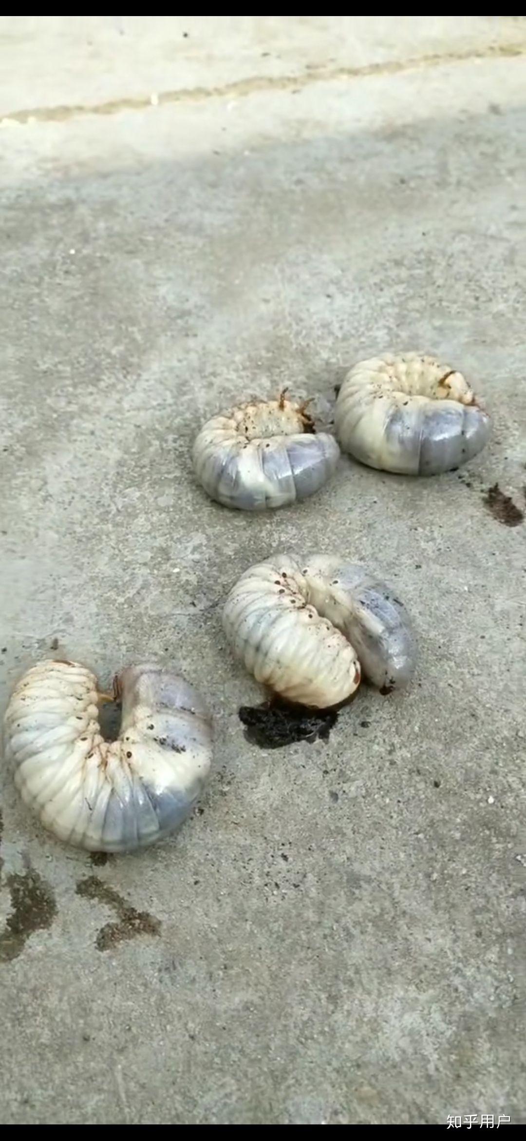 请教各位大神,老房顶上掉下来好些个这种白色半透明大肉虫,是什么虫子