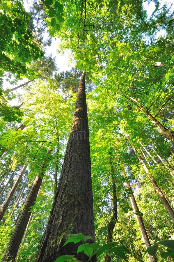 音韵飘扬十一：《Tall Trees in 高耸的格鲁吉亚大树 知乎
