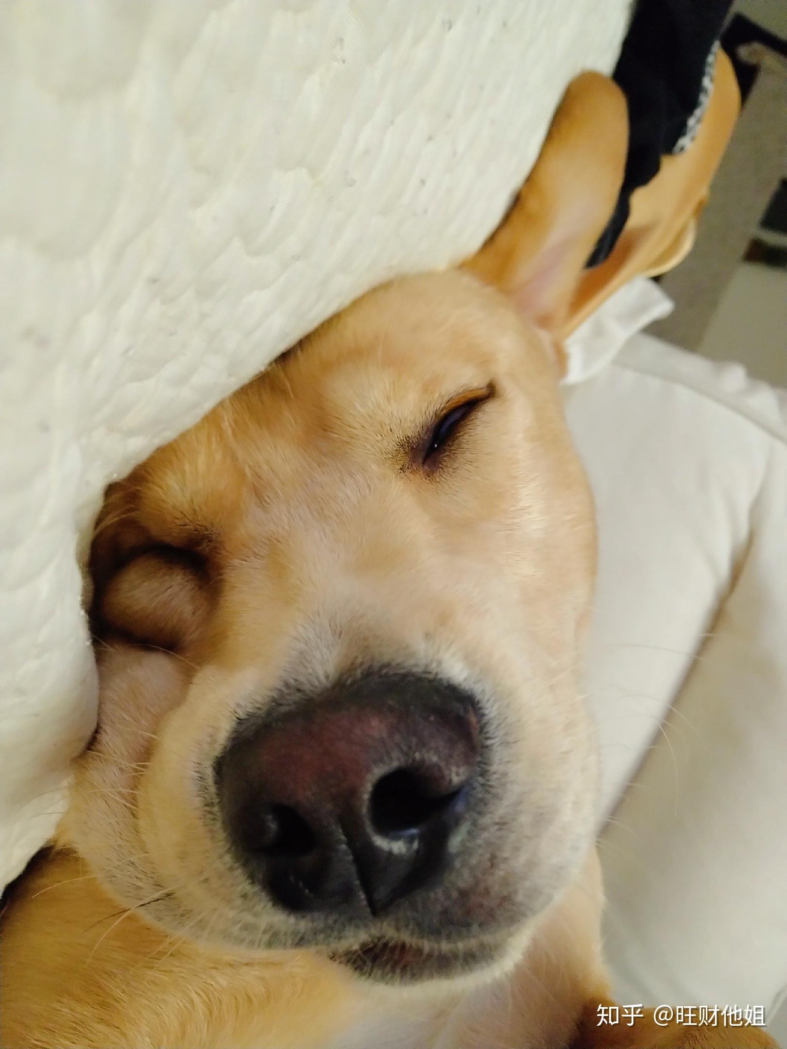 狗早上醒得太早还会来叫主人起床怎么办