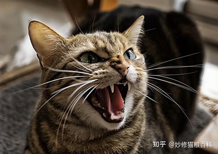 猫咪的喵叫声是表达情绪的重要手段之一,要是它们对你不满了,它们发出