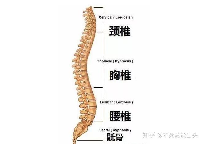 它有4個生理曲度,分別是頸椎前凸,胸椎後突,腰椎前凸,骶尾骨後凸,像