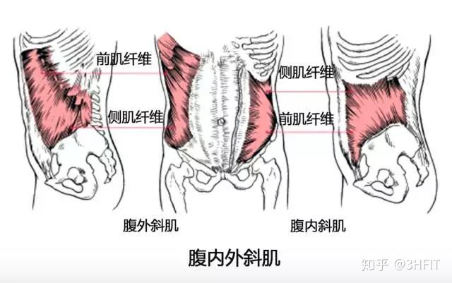 腹前壁肌图解图片