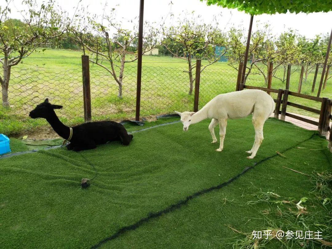 国内第一家泰迪熊主题农场为何在网上遭遇疯狂吐槽