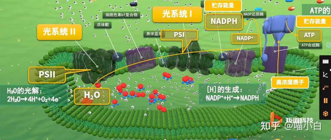 光反应阶段为什么产生电子？ - 知乎