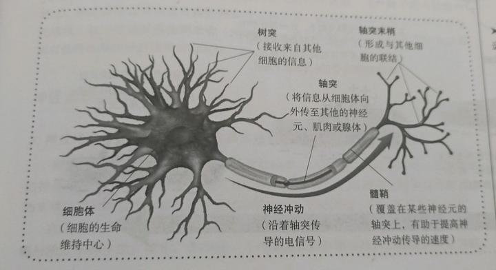 运动神经元科普 - 知乎
