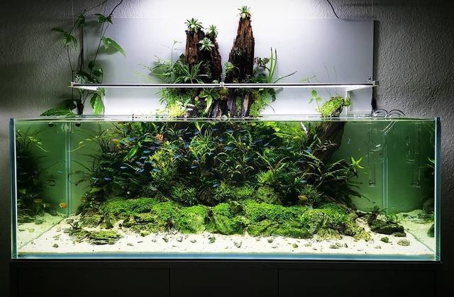 掌握好这几点你也能玩好水草生态缸