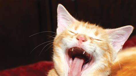 二、认知猫口炎:猫口炎的病理与其诱因