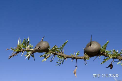 共生植物图片