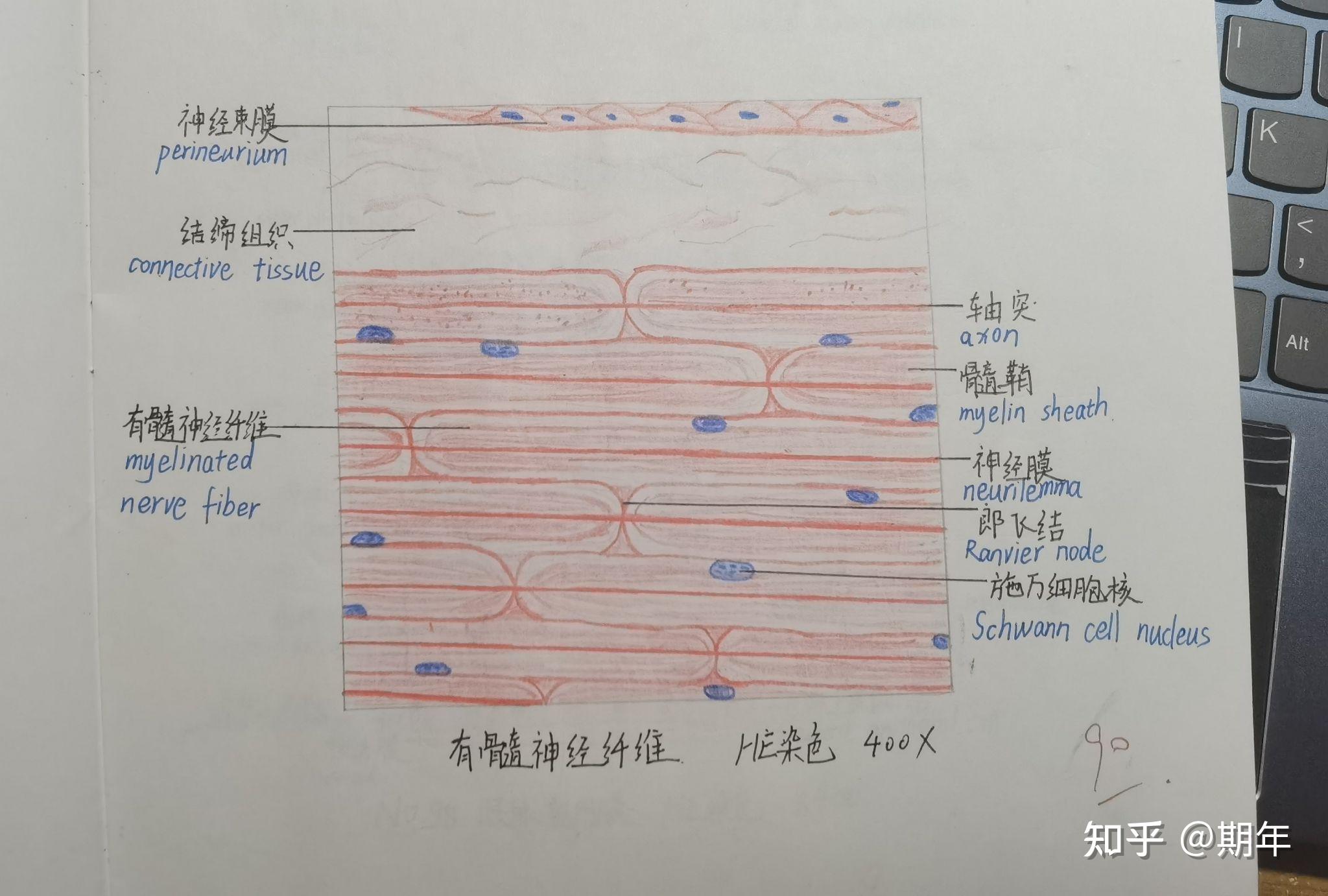 组织学与胚胎学红蓝铅笔绘图