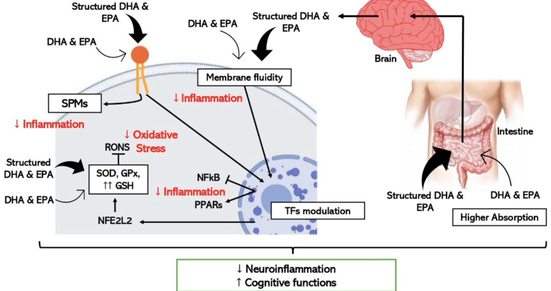 不能被忽视的提高记忆力，DHA是真有用（dha真的可以促进孩子增强记忆力吗）