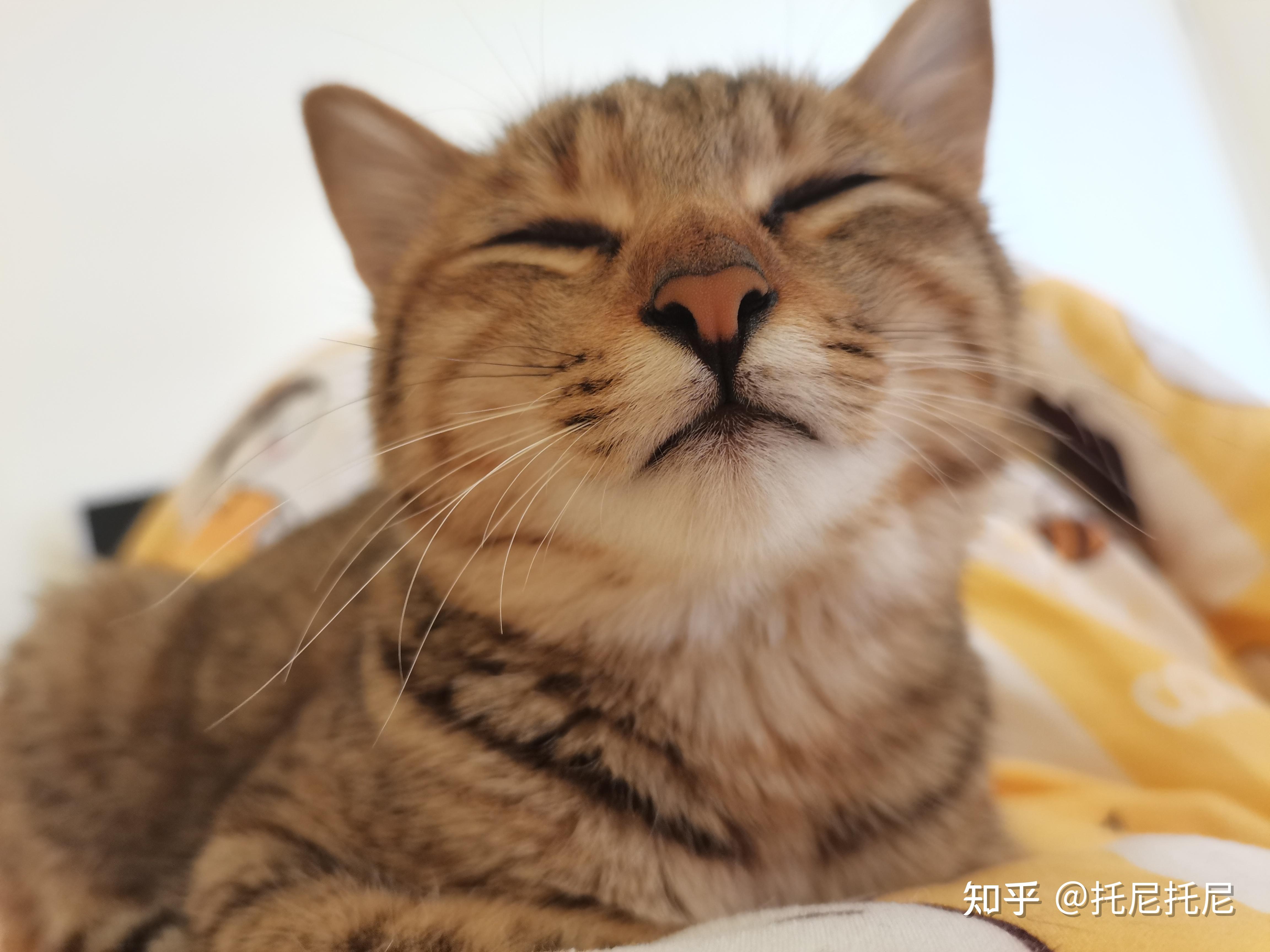 猫咪呼噜声很大声看着有点人的呼噜声是什么情况