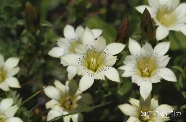 紫色龙胆花与白色龙胆花,其治疗作用是有差别的.
