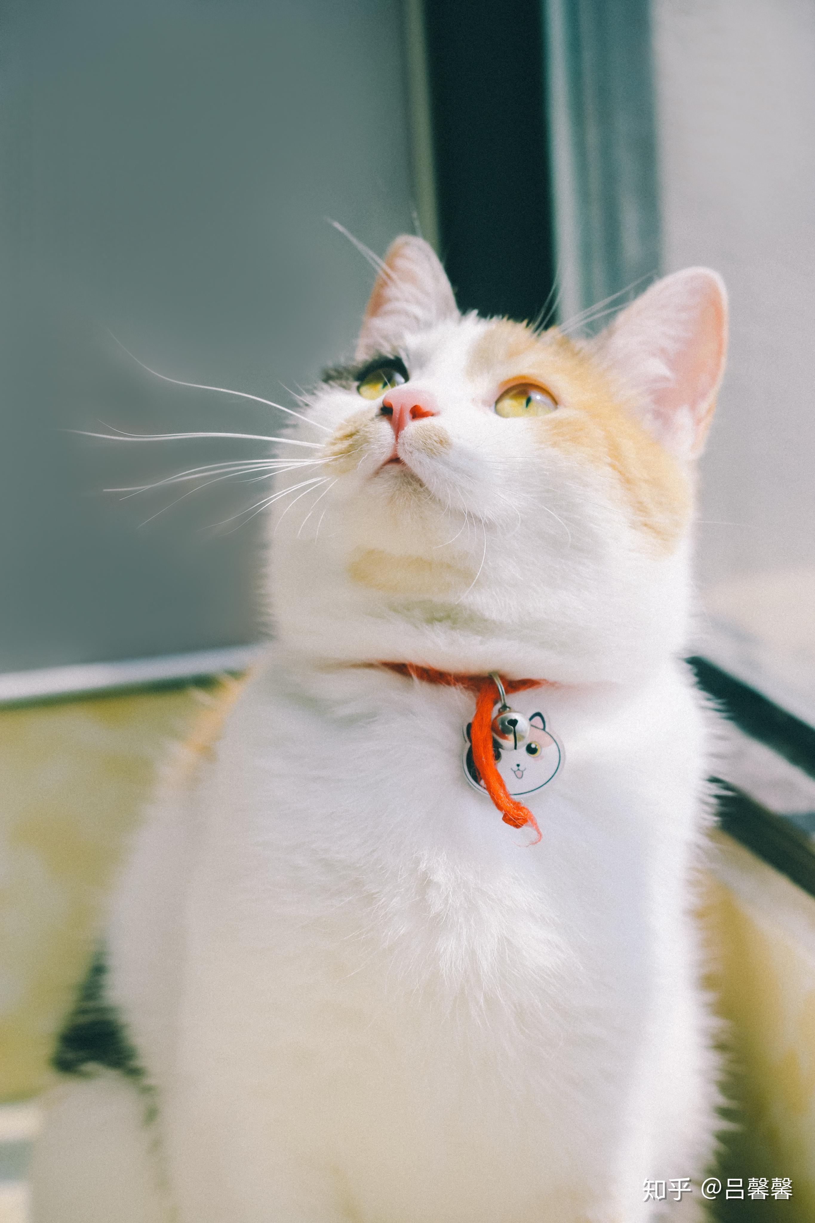 最好看的三花猫长什么样子