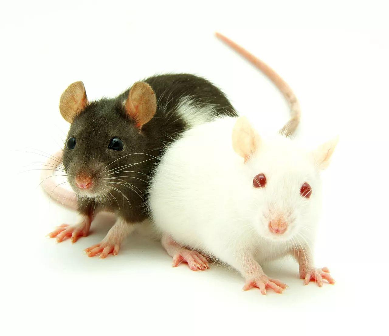 Retracted Roundup-fed rat research republished | Grist
