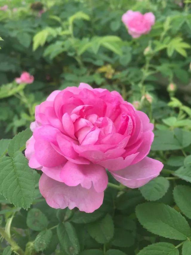 荼薇花开酒香自来