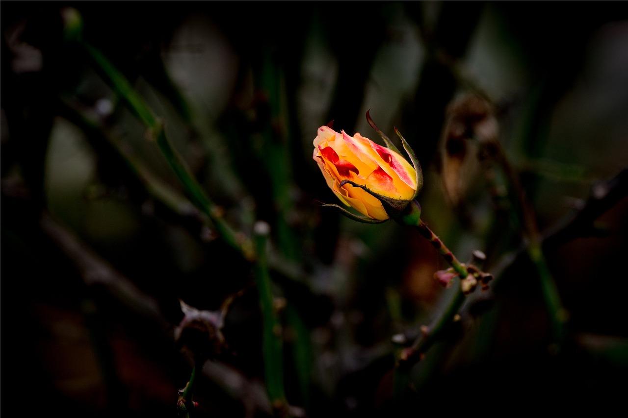 月季结的果有什么用