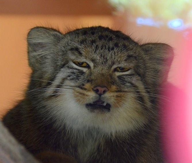 男友家里婚前借全款买房,婚后需要一起承担经