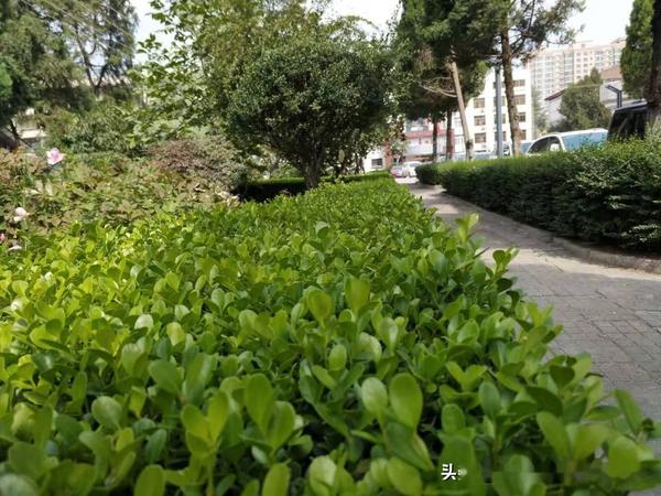 灌木移栽与养护技术方案 - 知乎