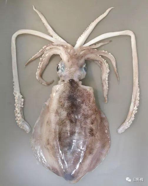 2,对日本墨鱼的常见误解