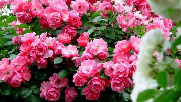 蔷薇花养殖方法和注意事项 盆栽蔷薇花的养殖方法 二安网