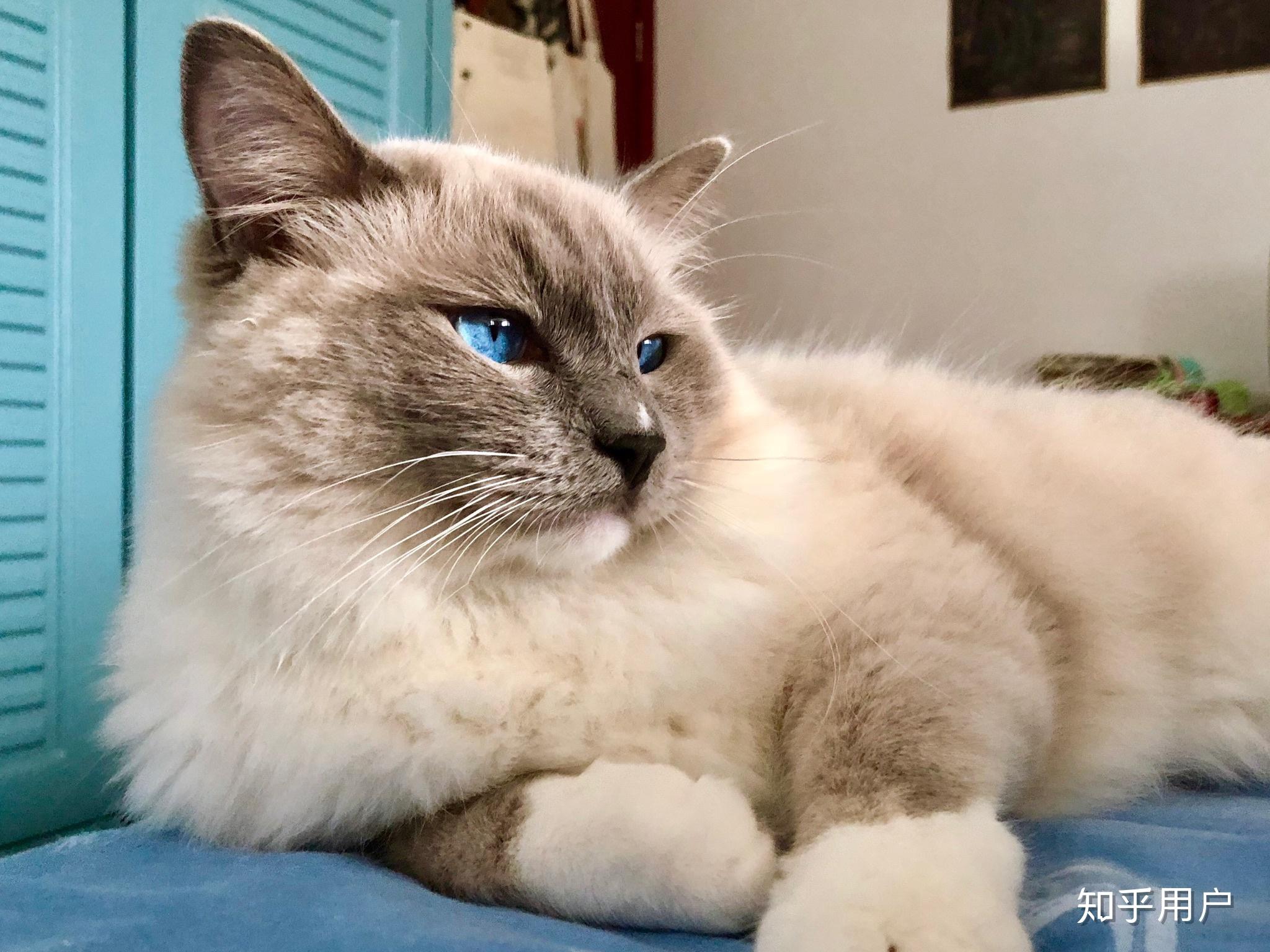 你见过颜值最高的蓝手套色布偶猫是什么样子？